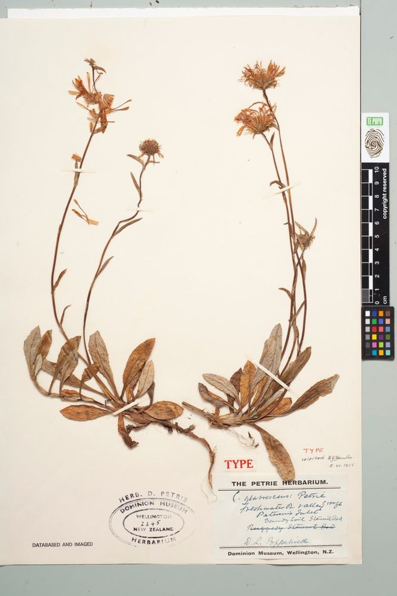 Celmisia glabrescens photo 2