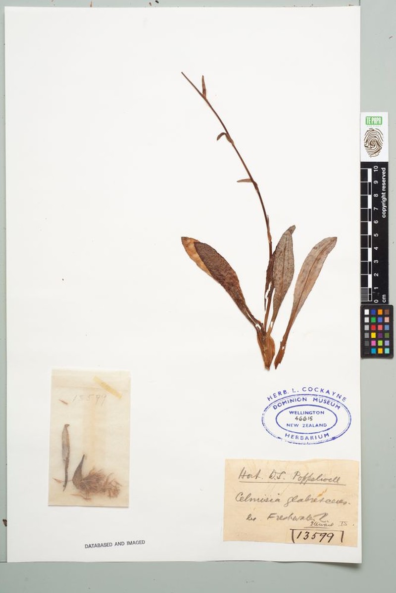 Celmisia glabrescens photo 3