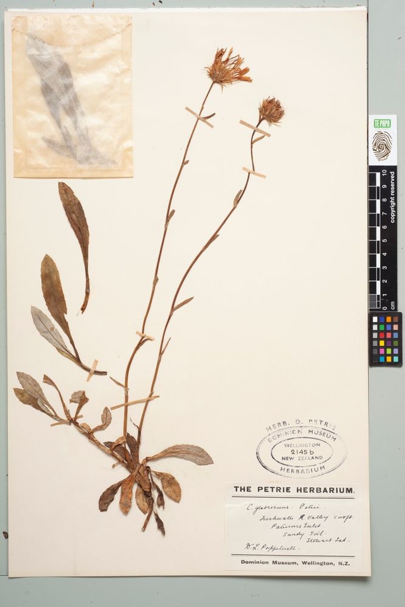 Celmisia glabrescens photo 4