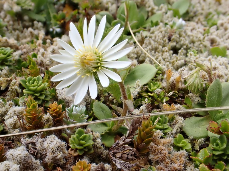 Celmisia glandulosa