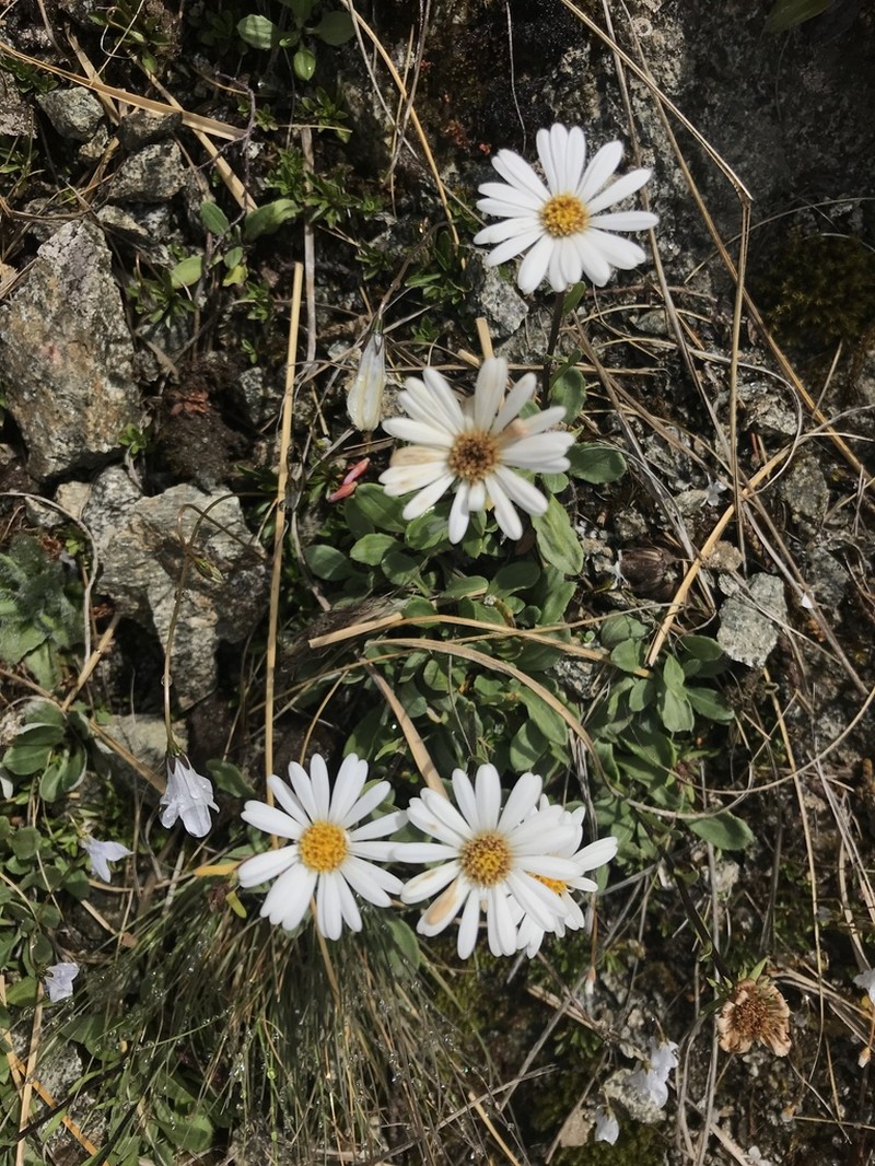 Celmisia glandulosa photo 2