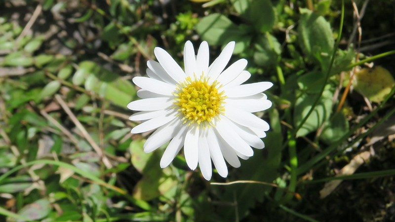 Celmisia glandulosa photo 3