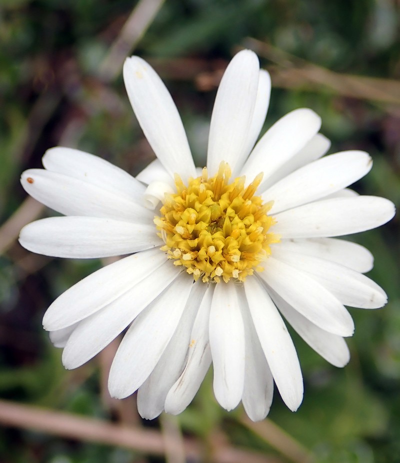 Celmisia glandulosa photo 4