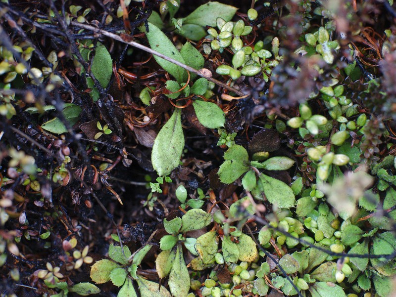 Celmisia glandulosa photo 5
