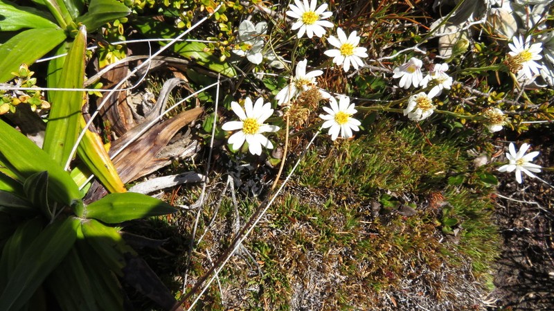 Celmisia glandulosa photo 6