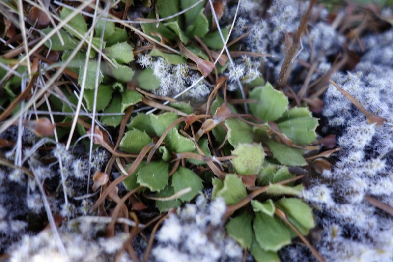 Celmisia glandulosa photo 7