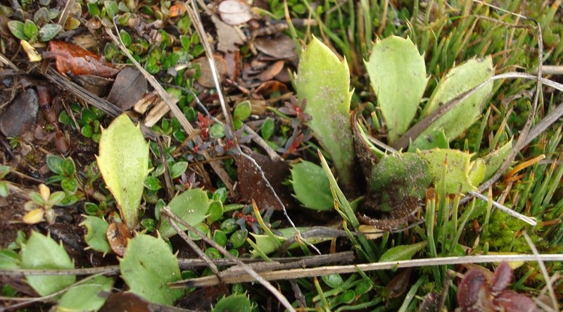 Celmisia glandulosa photo 8