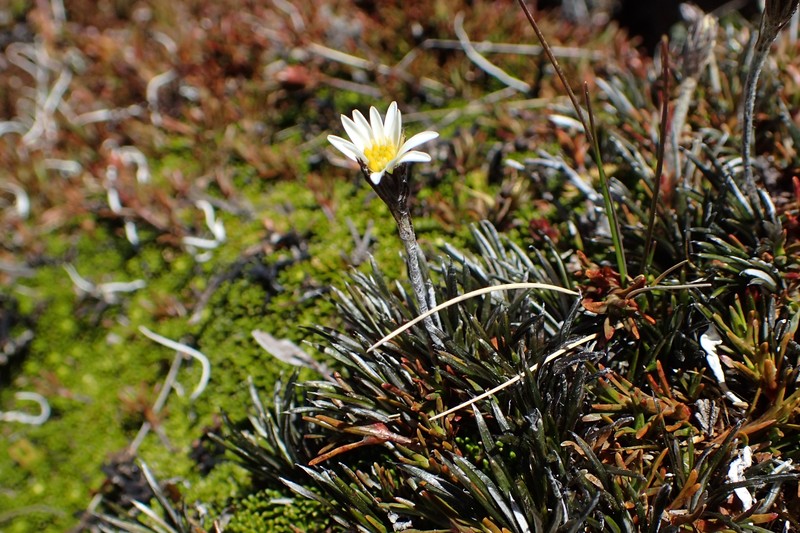 Celmisia gracilenta