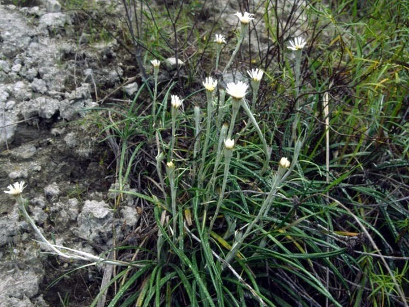 Celmisia gracilenta photo 2