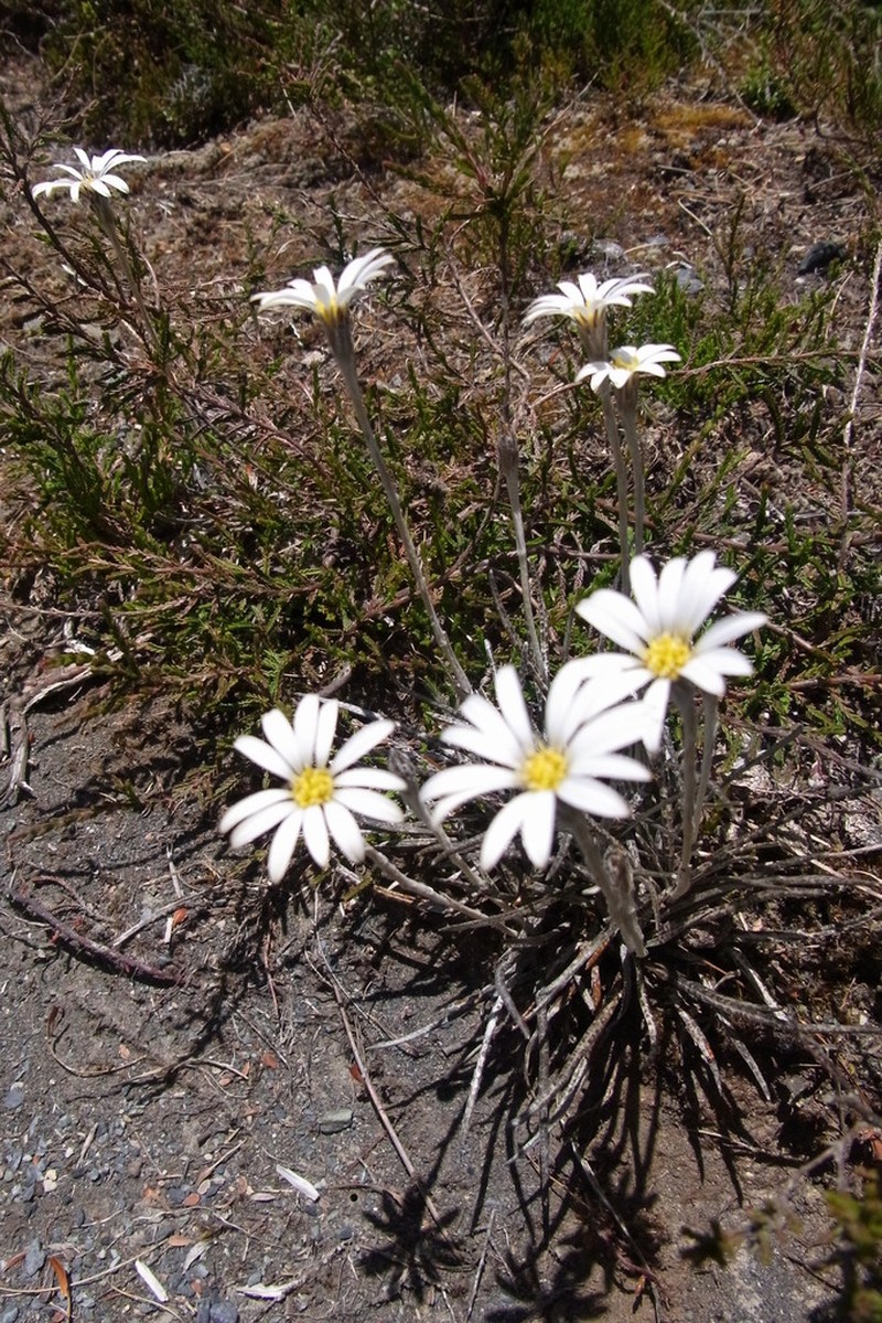 Celmisia gracilenta photo 3