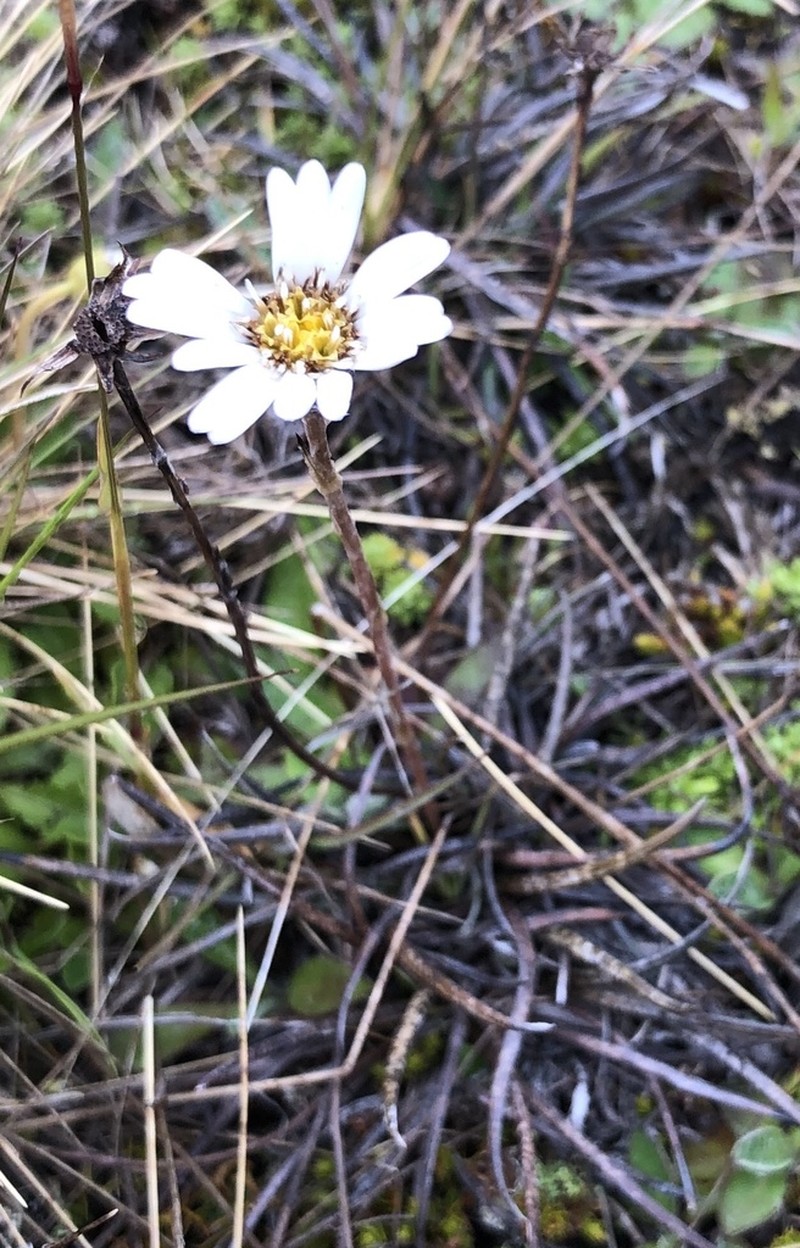 Celmisia gracilenta photo 4