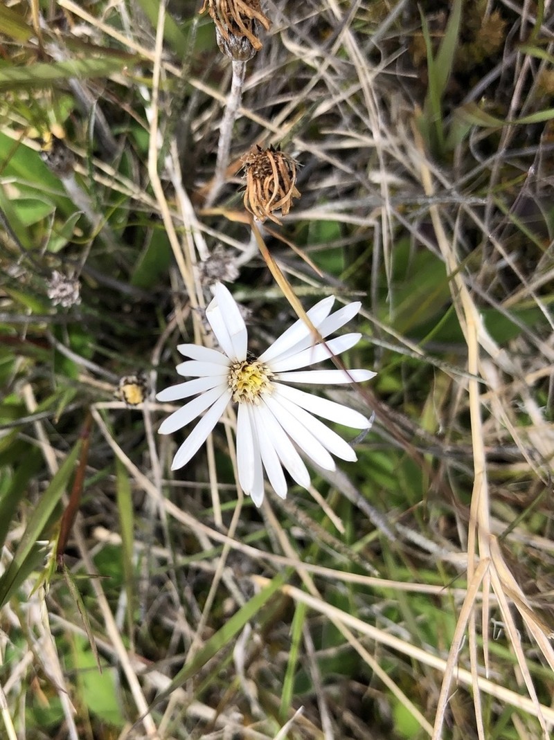 Celmisia gracilenta photo 6