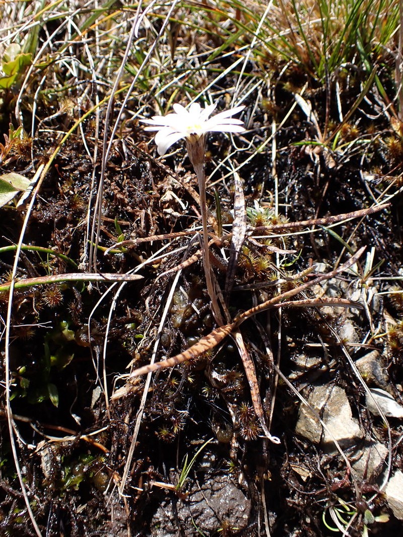 Celmisia gracilenta photo 7