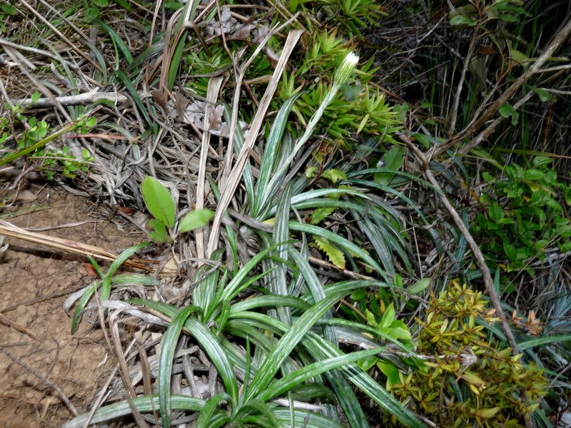 Celmisia graminifolia