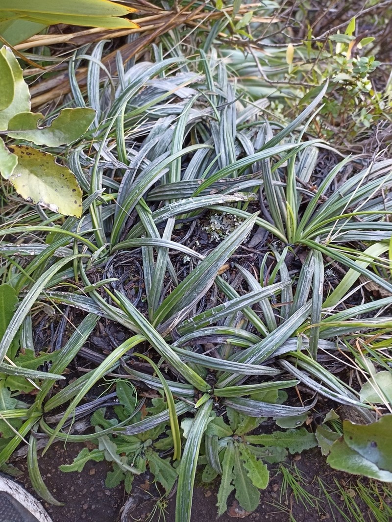 Celmisia graminifolia photo 2