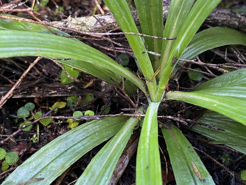 Celmisia graminifolia photo 3
