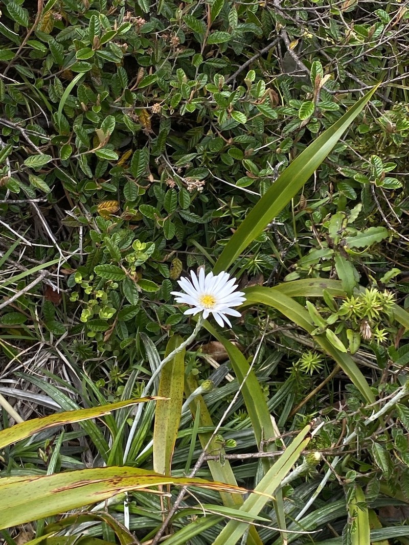 Celmisia graminifolia photo 4