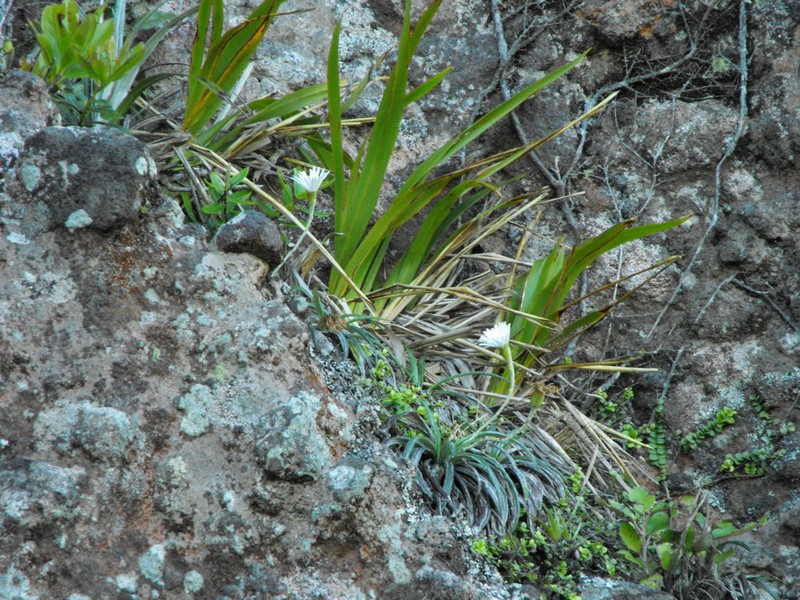 Celmisia graminifolia photo 5