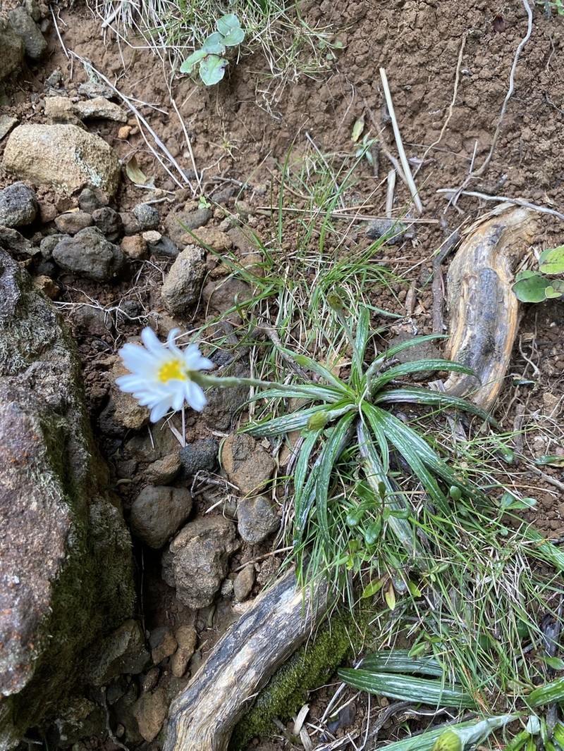 Celmisia graminifolia photo 6