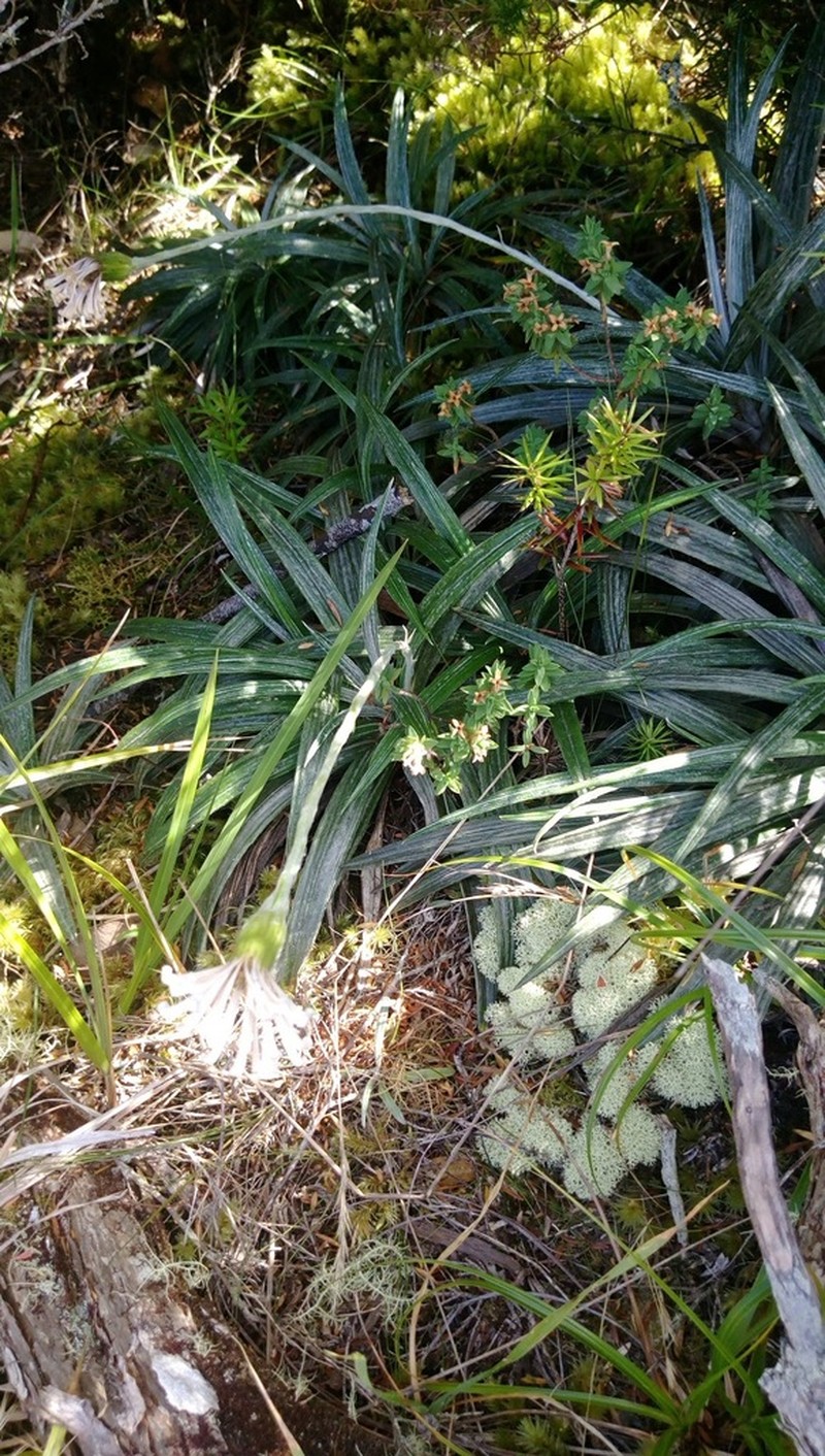 Celmisia graminifolia photo 7