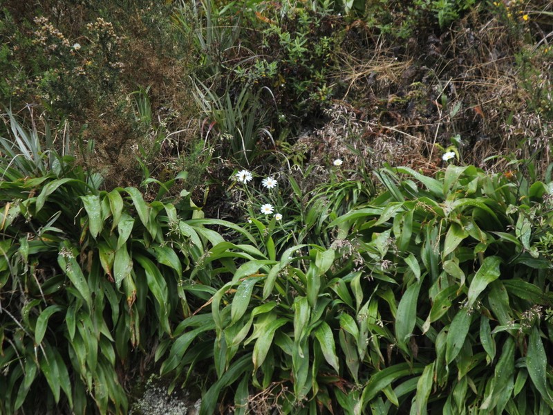 Celmisia graminifolia photo 8