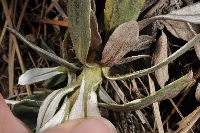 Celmisia haastii photo 3