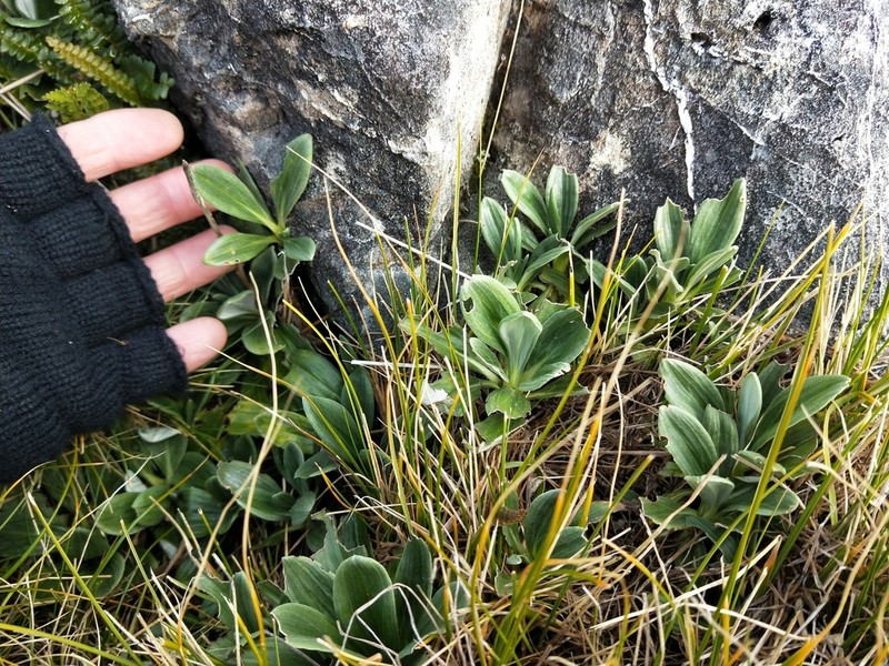 Celmisia haastii photo 5