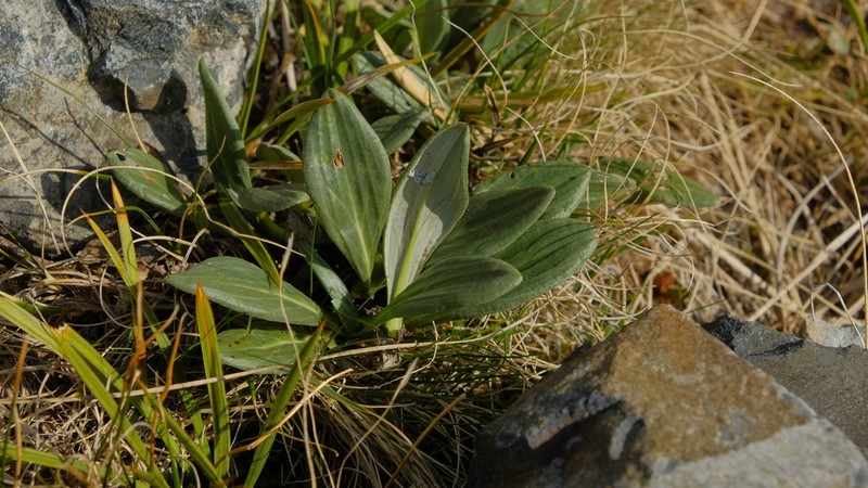 Celmisia haastii photo 6