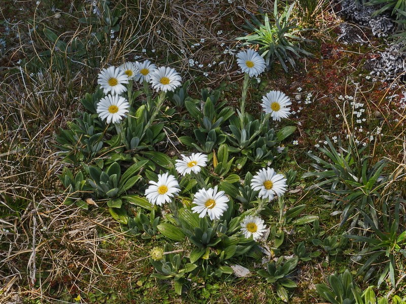 Celmisia haastii photo 7
