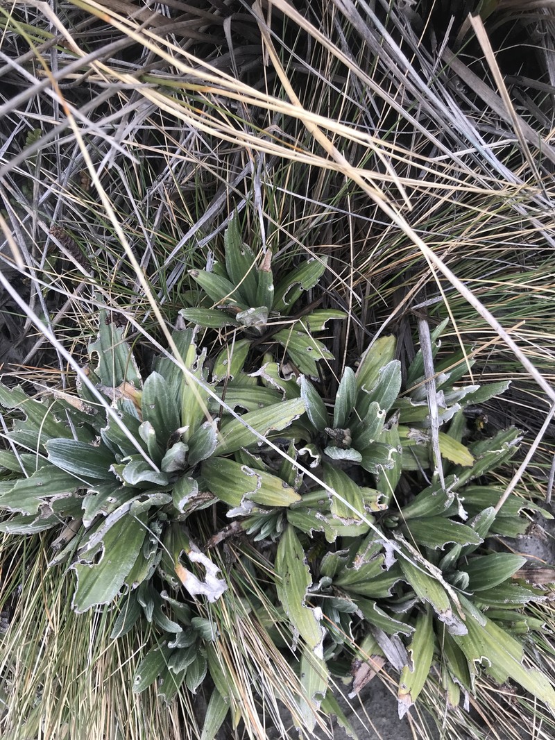 Celmisia haastii var. haastii