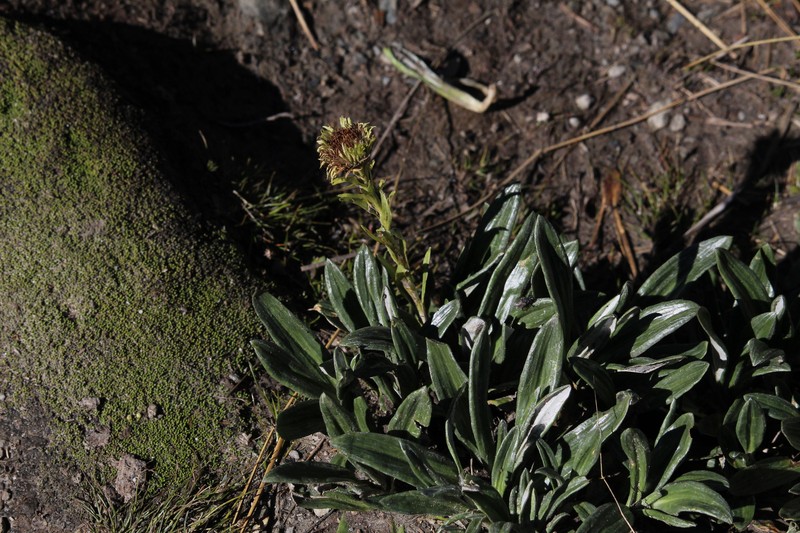 Celmisia haastii var. haastii photo 2