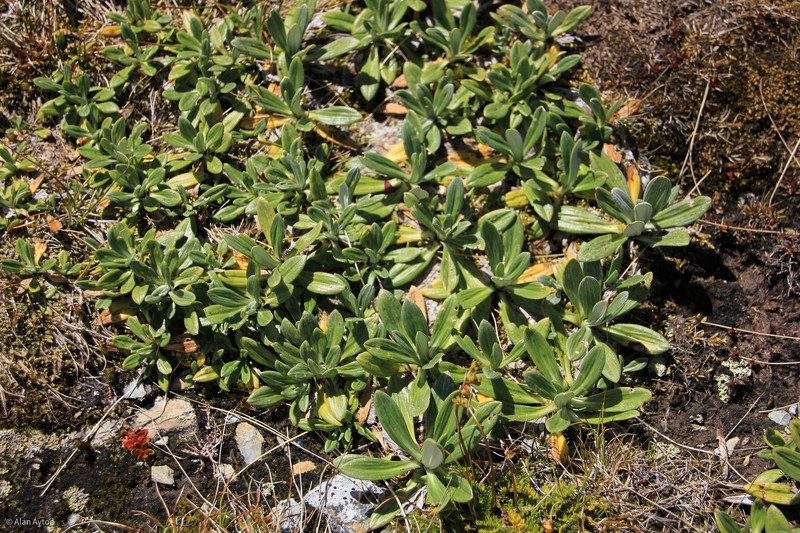 Celmisia haastii var. haastii photo 3