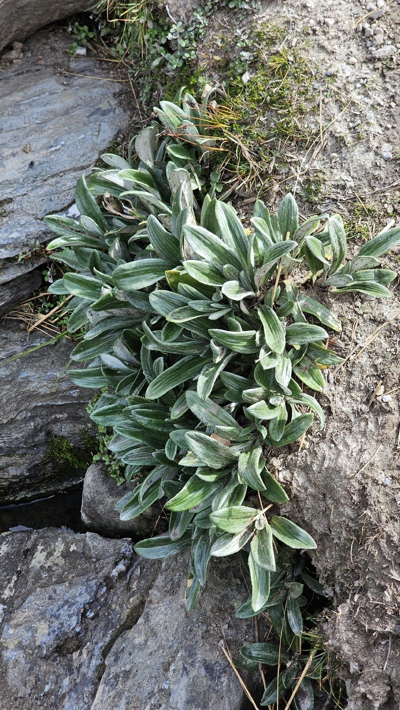 Celmisia haastii var. haastii photo 4