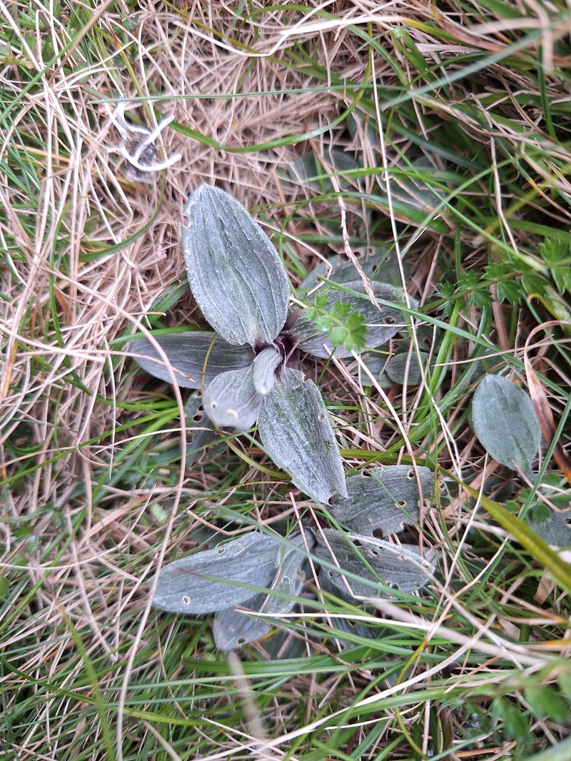 Celmisia haastii var. tomentosa