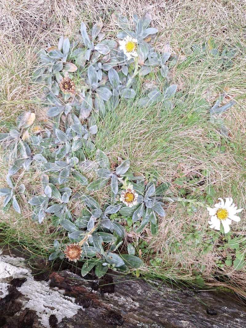 Celmisia haastii var. tomentosa photo 2