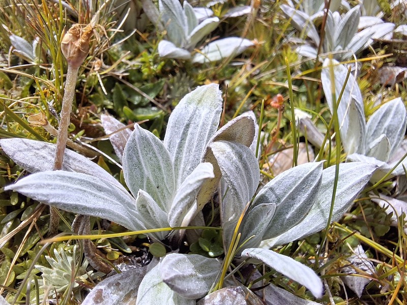Celmisia haastii var. tomentosa photo 3