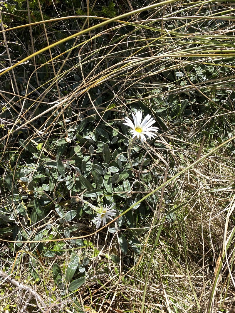 Celmisia haastii var. tomentosa photo 4