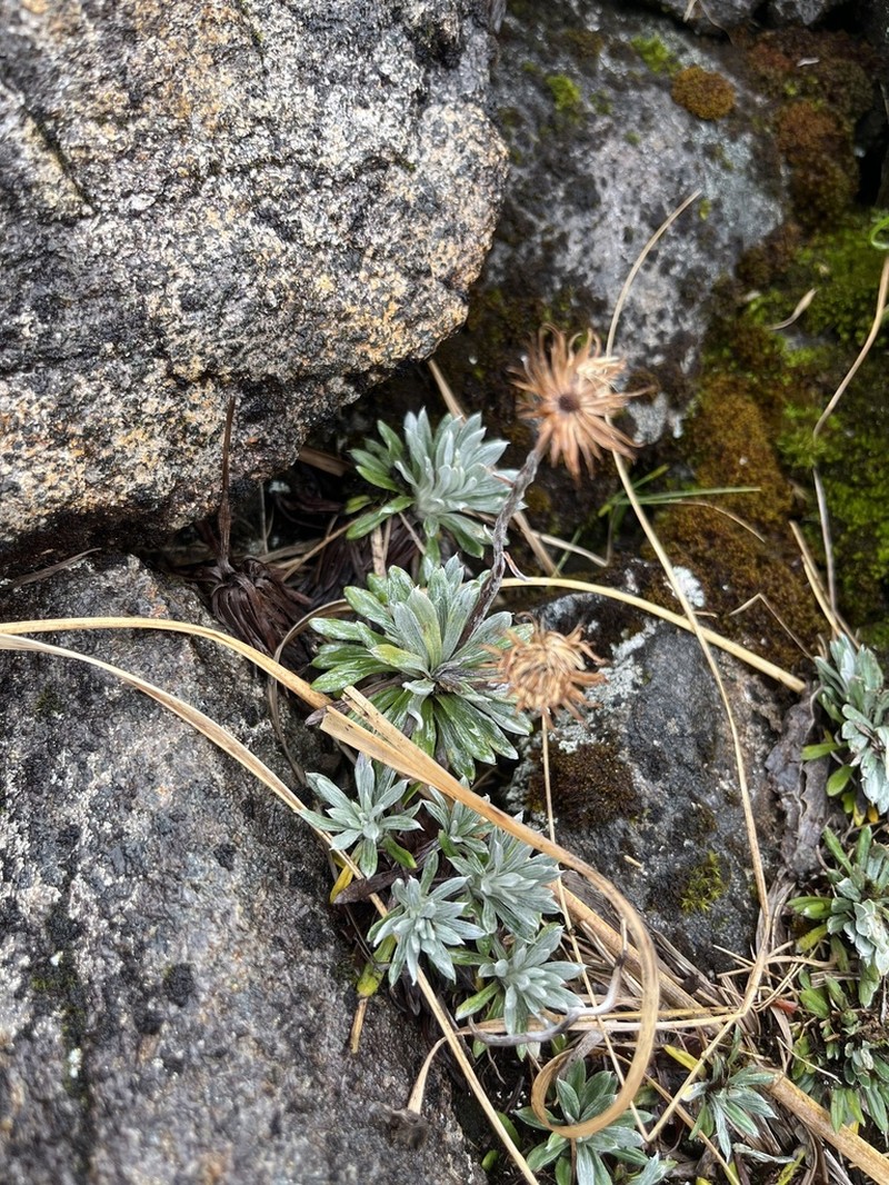 Celmisia hectorii