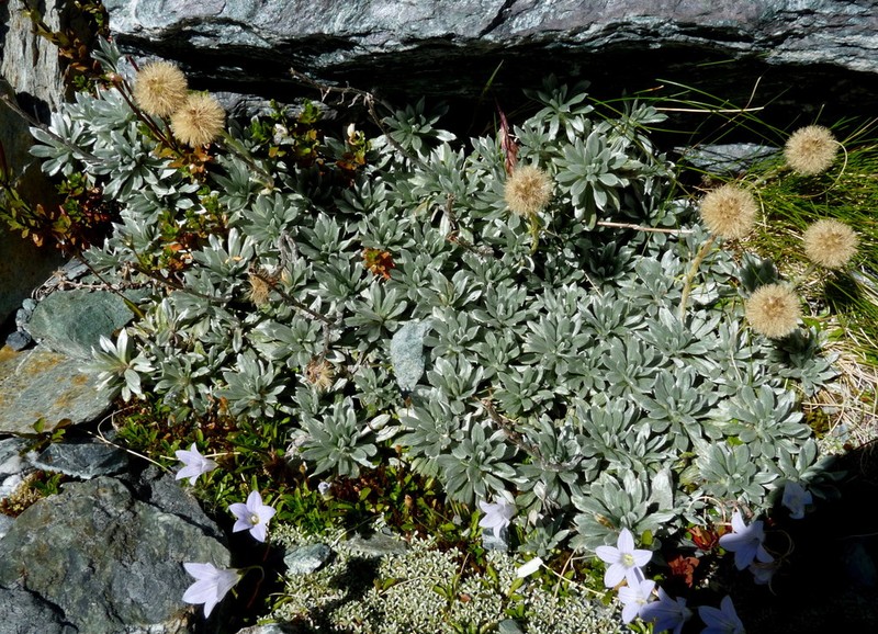 Celmisia hectorii photo 2