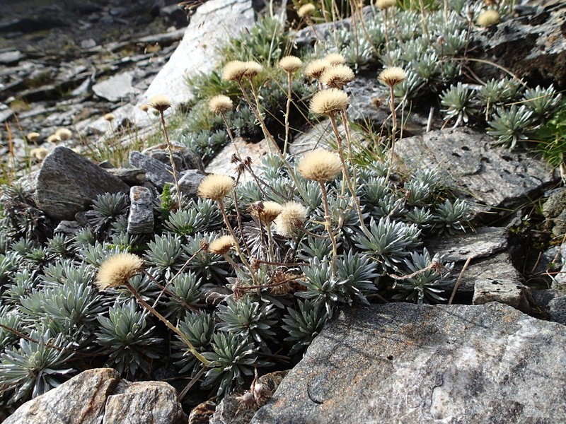 Celmisia hectorii photo 3