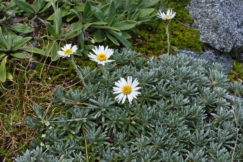 Celmisia hectorii photo 4