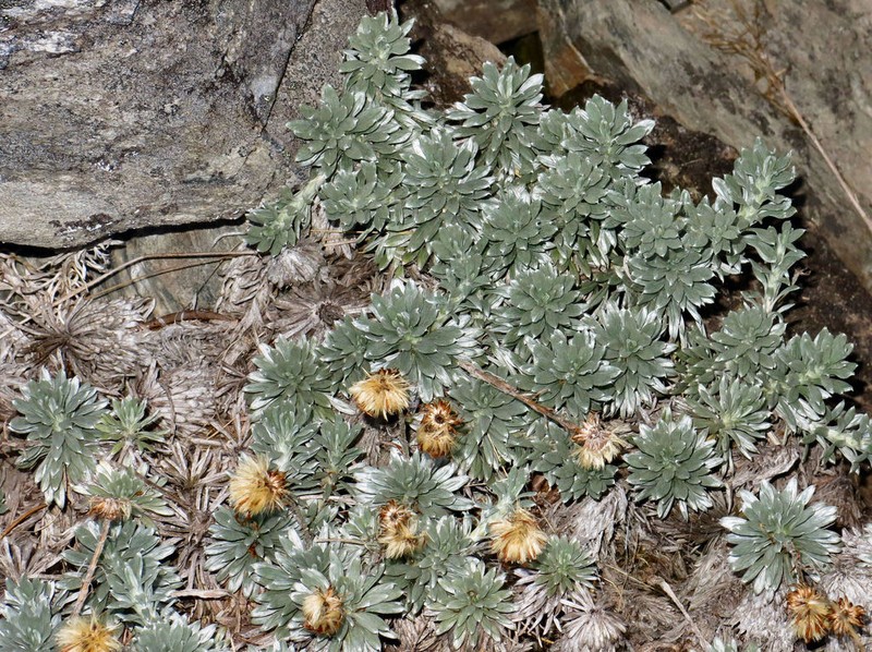 Celmisia hectorii photo 5
