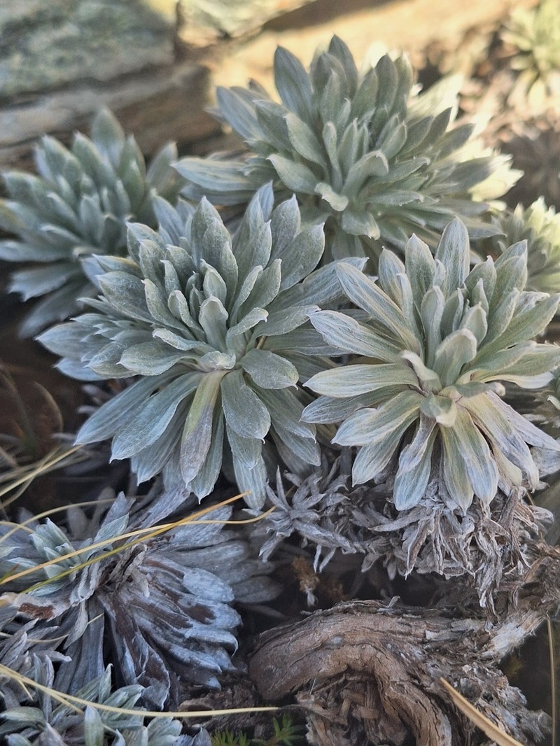 Celmisia hectorii photo 6