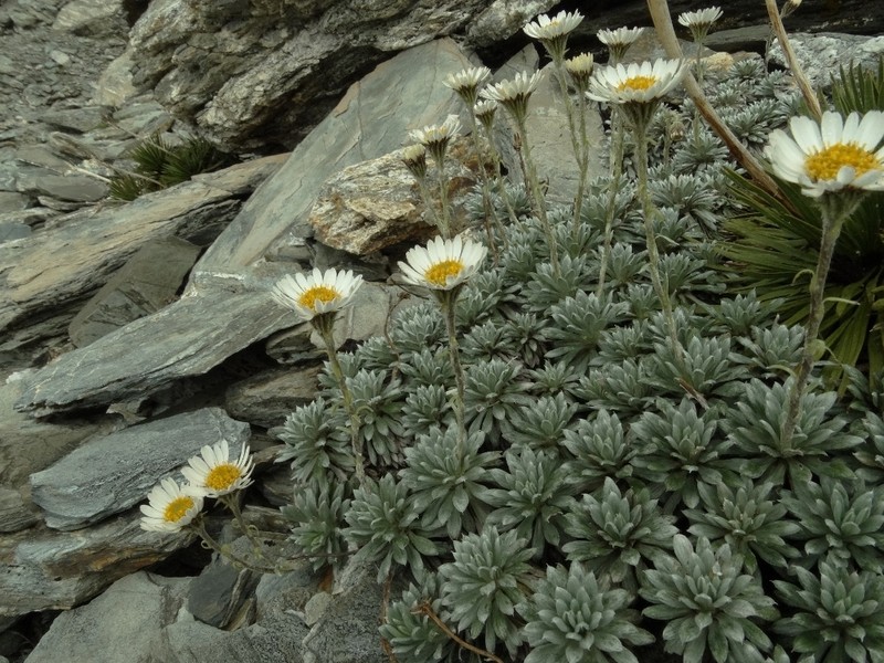 Celmisia hectorii photo 7