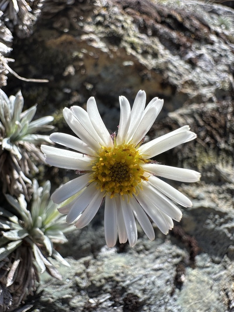 Celmisia hectorii photo 8