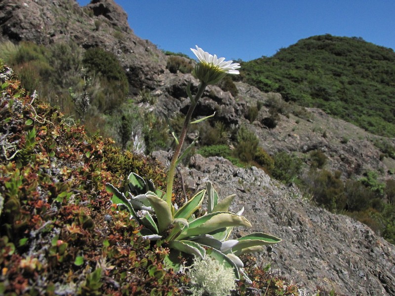 Celmisia hieraciifolia
