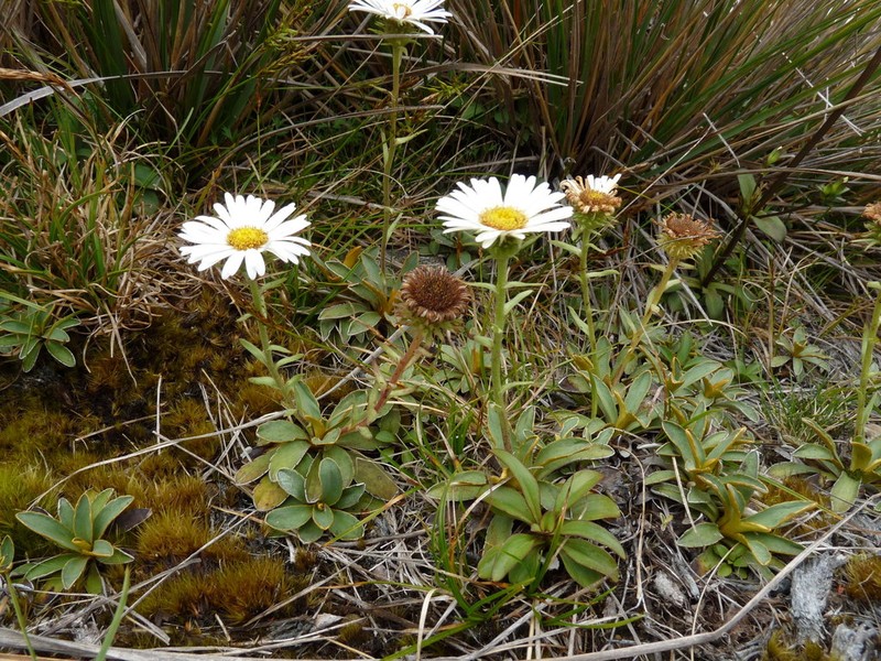 Celmisia hieraciifolia photo 2