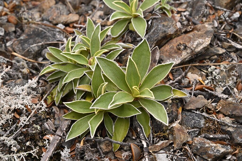 Celmisia hieraciifolia photo 3