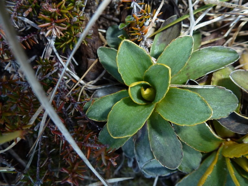 Celmisia hieraciifolia photo 4