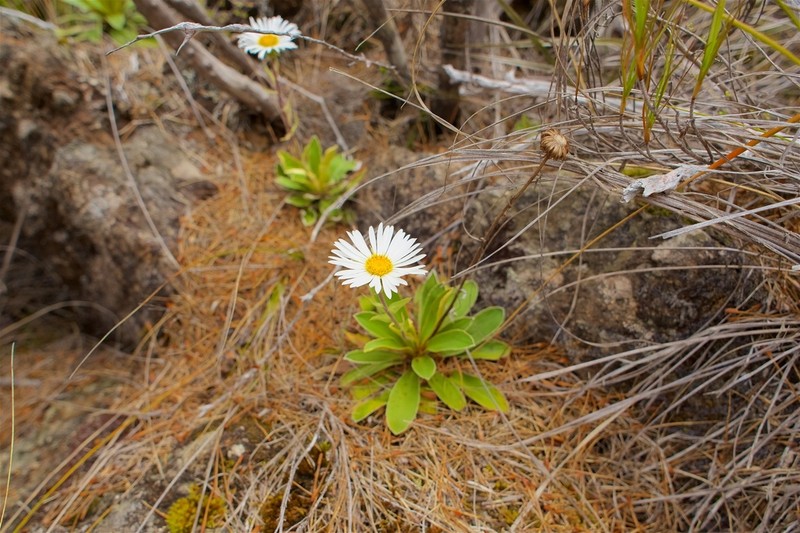 Celmisia hieraciifolia photo 5